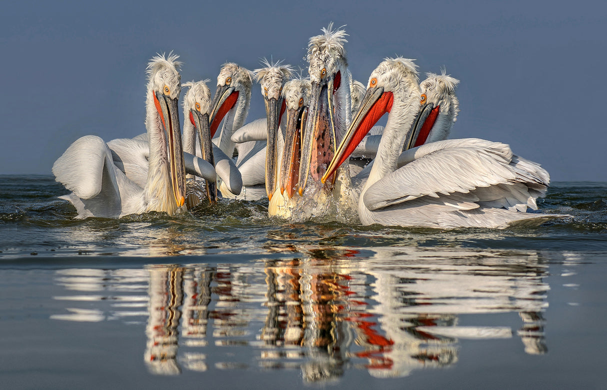 Dalmatian pelicans fishing Poster och Canvastavla