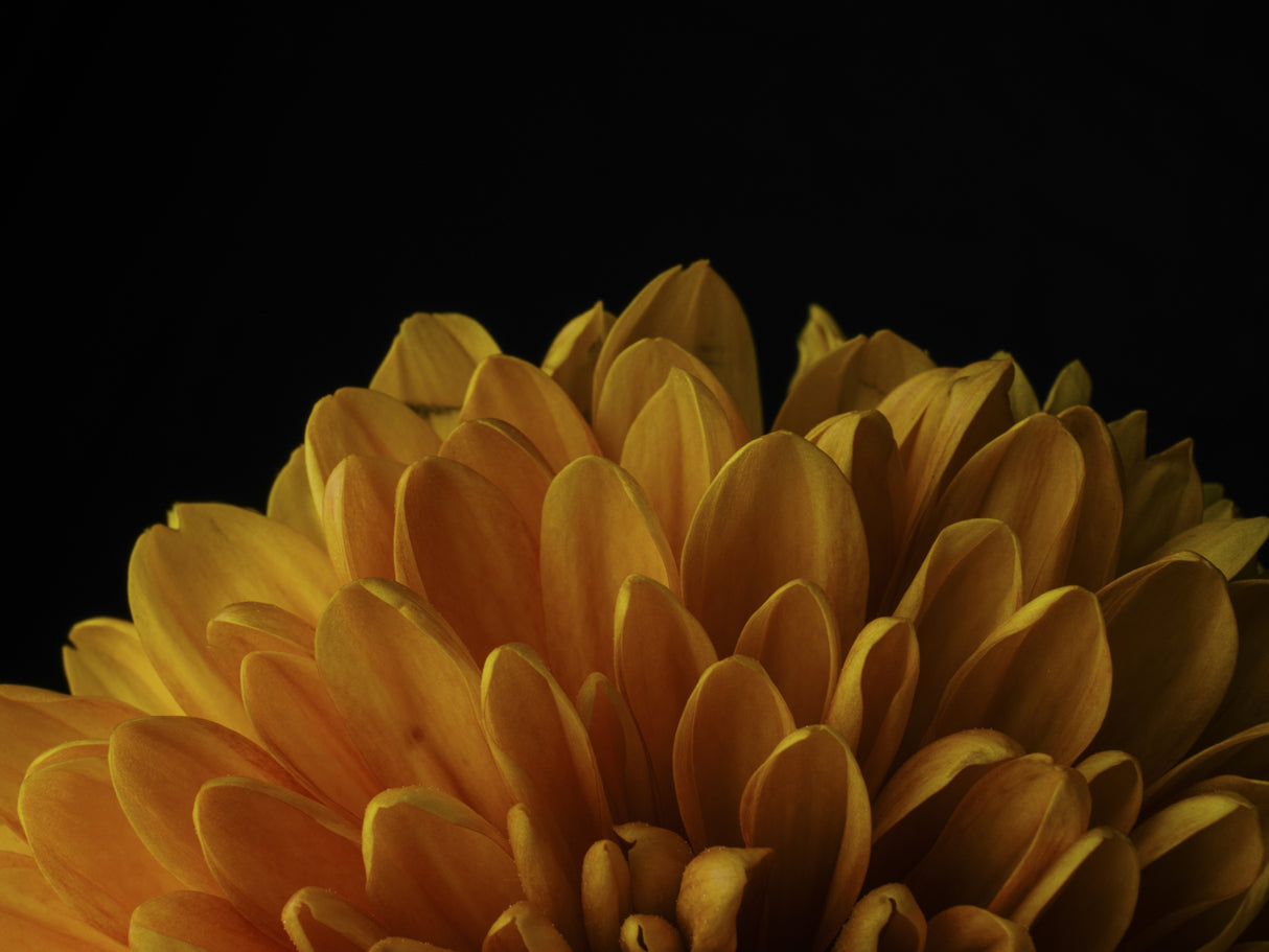 macro shot of a beautiful yellow flower Poster och Canvastavla