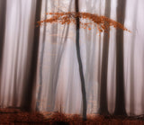 dream tree Poster och Canvastavla