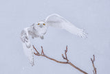 Snowy Poster och Canvastavla