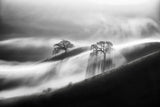 Under The Morning Fog Poster och Canvastavla