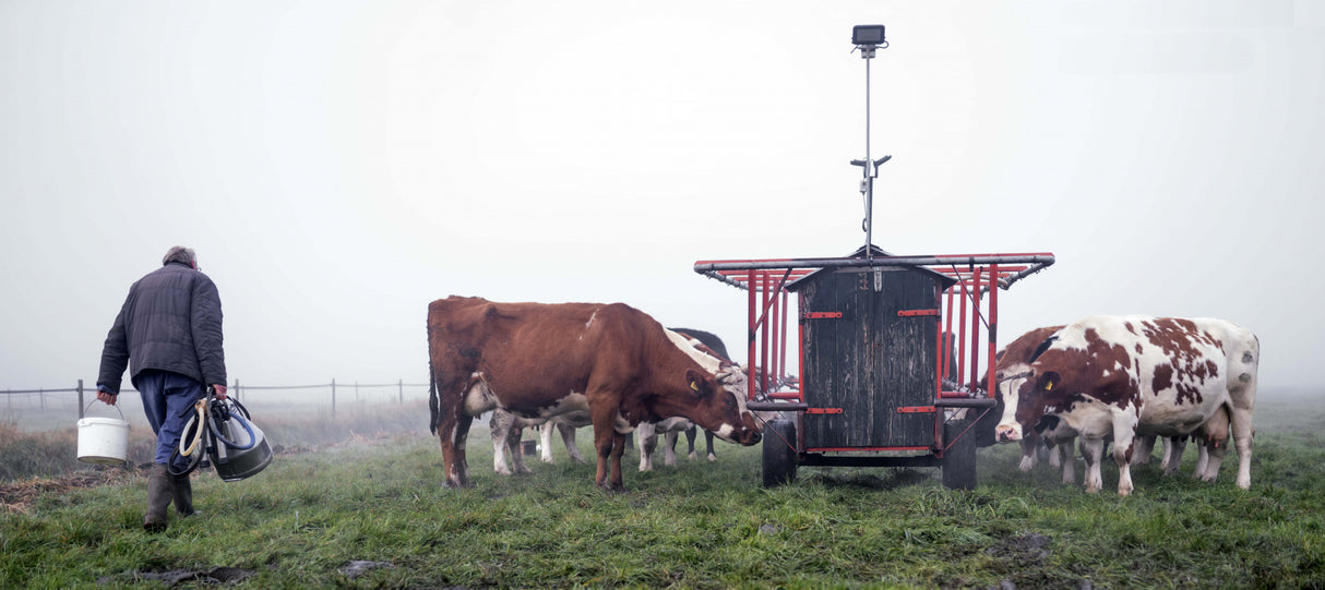 Outdoor milking in November Poster och Canvastavla