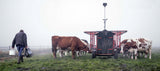 Outdoor milking in November Poster och Canvastavla