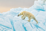 Polar Bear at Svalbard Poster och Canvastavla