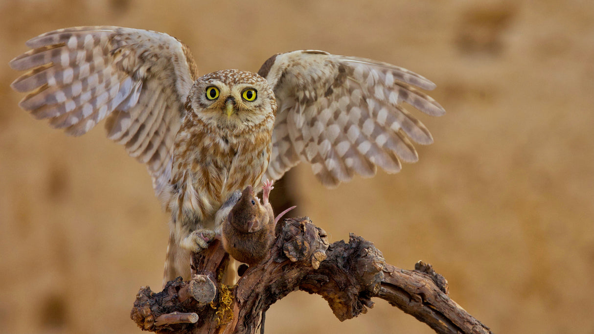 Little Owl Poster och Canvastavla