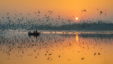 Dawn Chorus Poster och Canvastavla