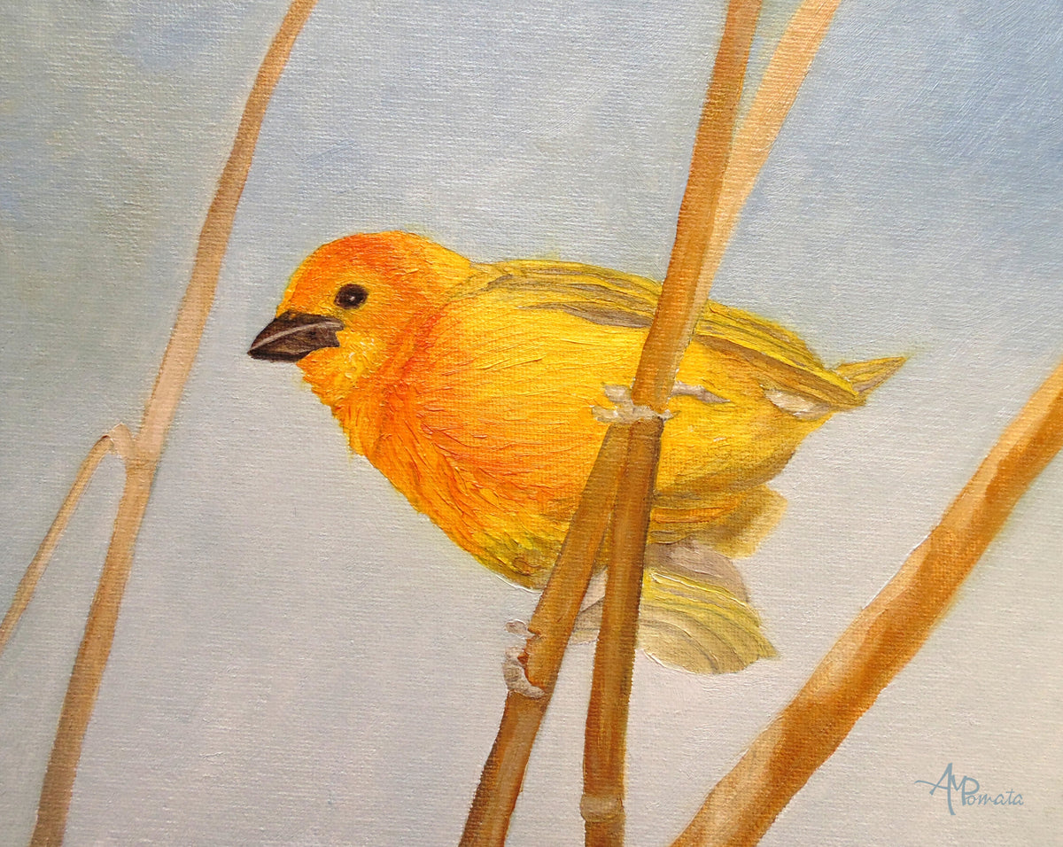 Saffron Finch Poster och Canvastavla