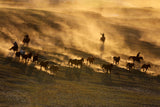 Sunset Run Poster och Canvastavla