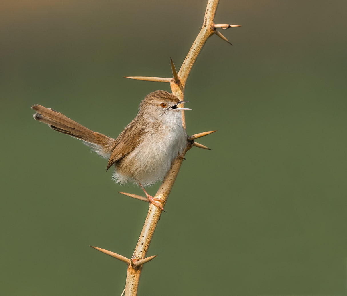 A Beak and Thorns! Poster och Canvastavla