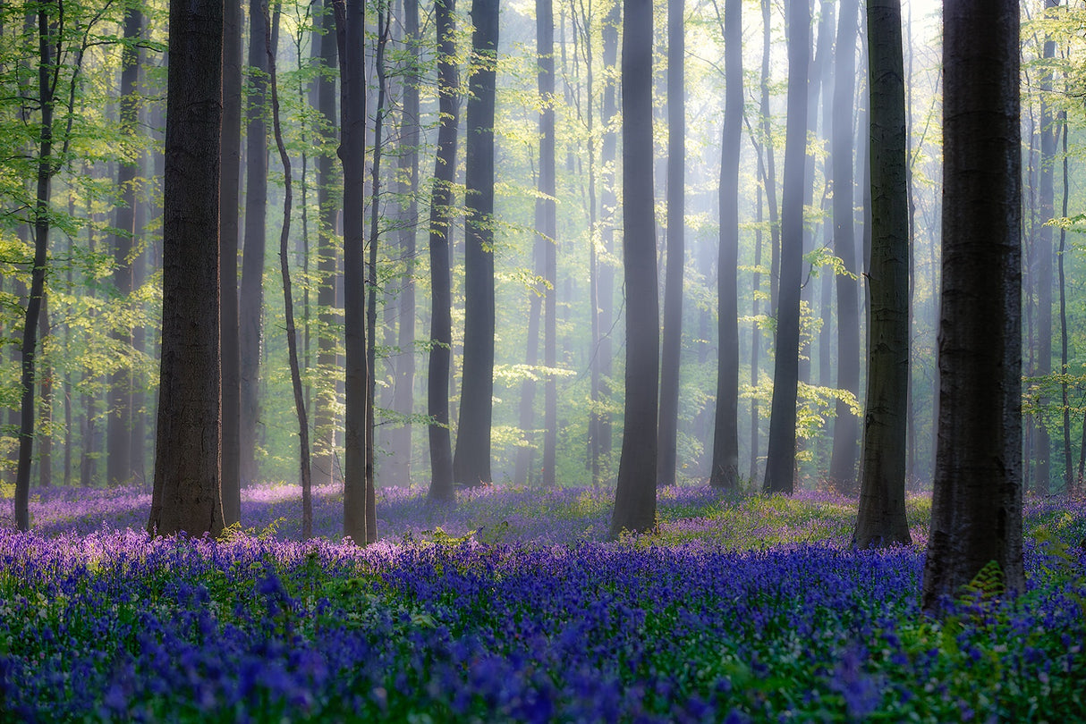 Bluebells Poster och Canvastavla