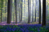 Bluebells Poster och Canvastavla