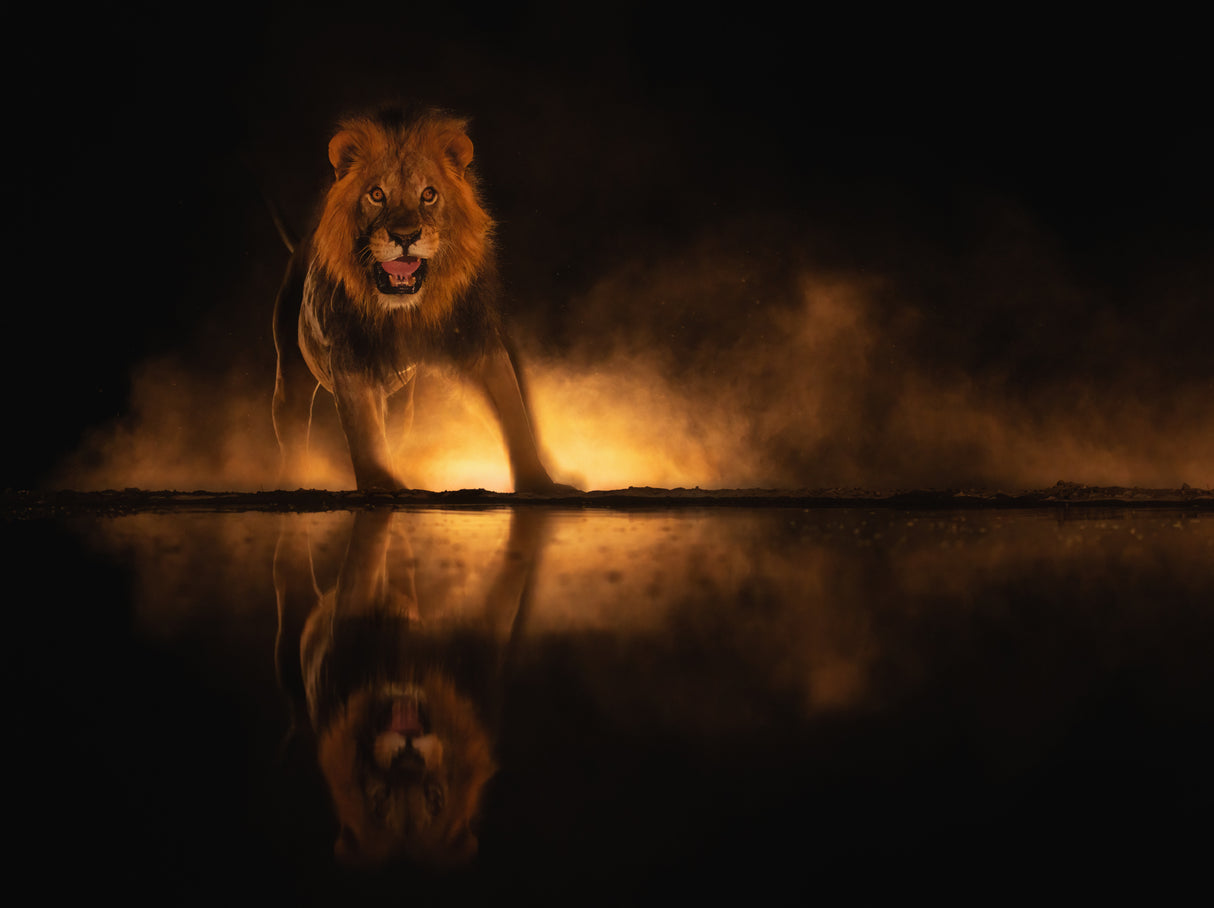 Angry Lion Poster och Canvastavla