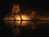Angry Lion Poster och Canvastavla