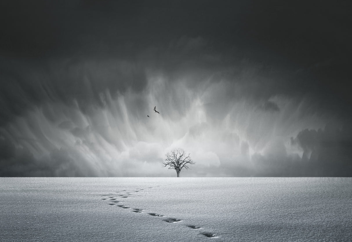 Winter wonderland Poster och Canvastavla