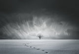 Winter wonderland Poster och Canvastavla