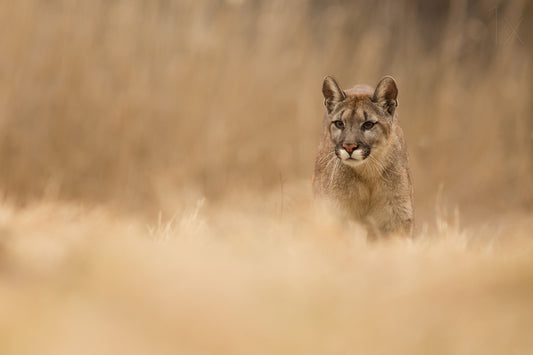 Cougar Poster och Canvastavla