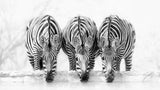 Zebras Poster och Canvastavla