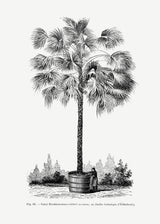 Vintage Palm Tree Drawing X Poster och Canvastavla