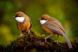 White-throated laughing thrush Poster och Canvastavla
