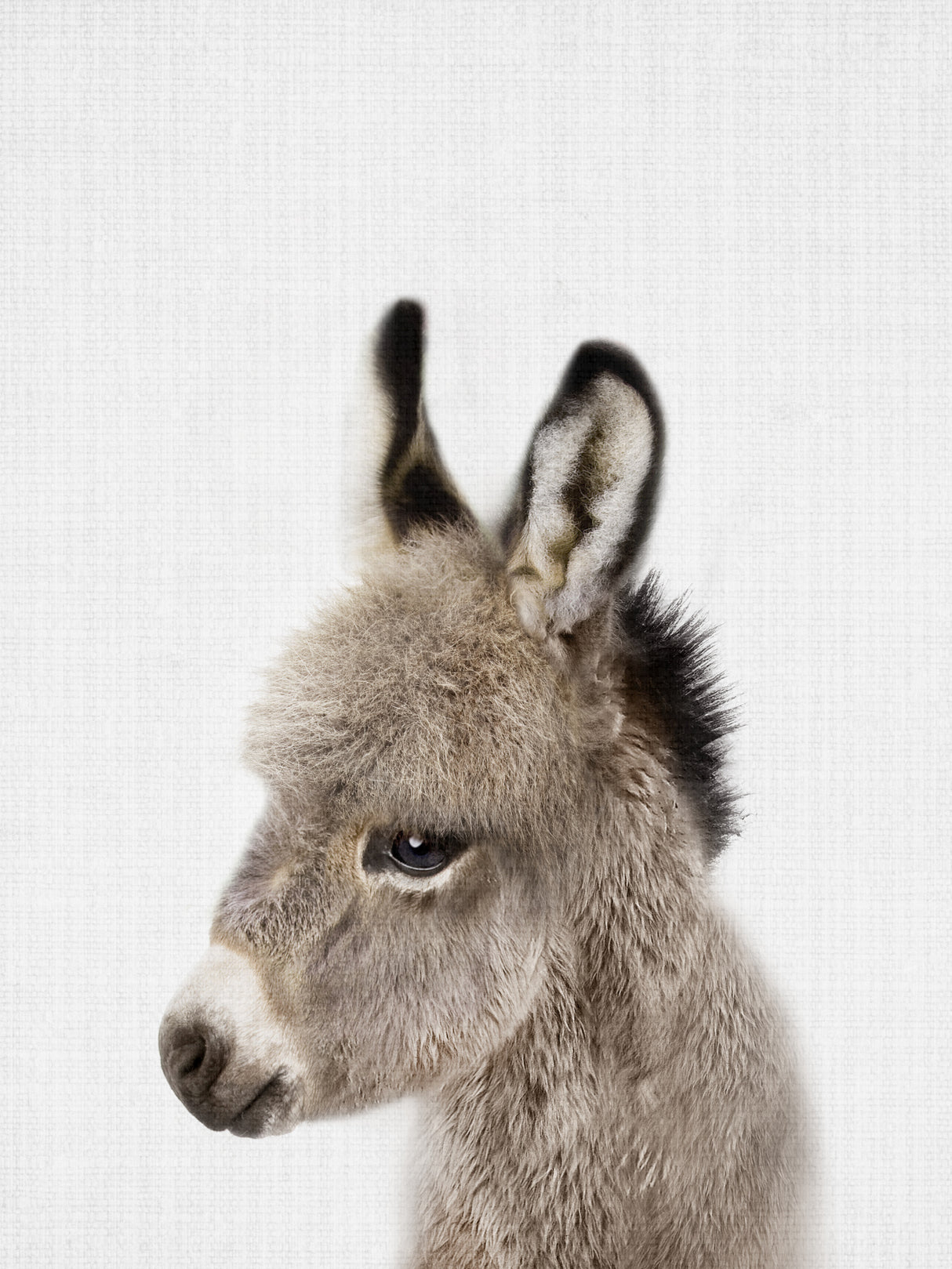 Peekaboo Baby Donkey Poster och Canvastavla