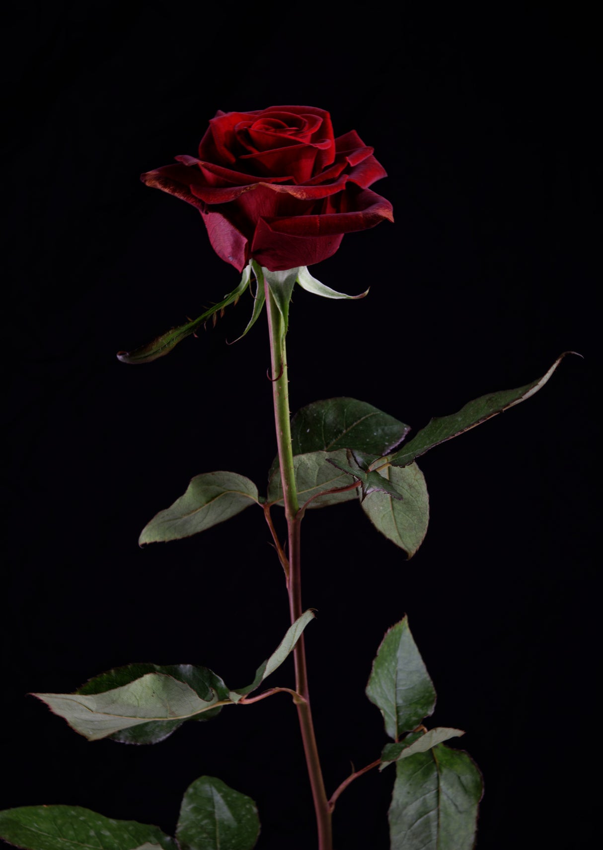 red rose Poster och Canvastavla