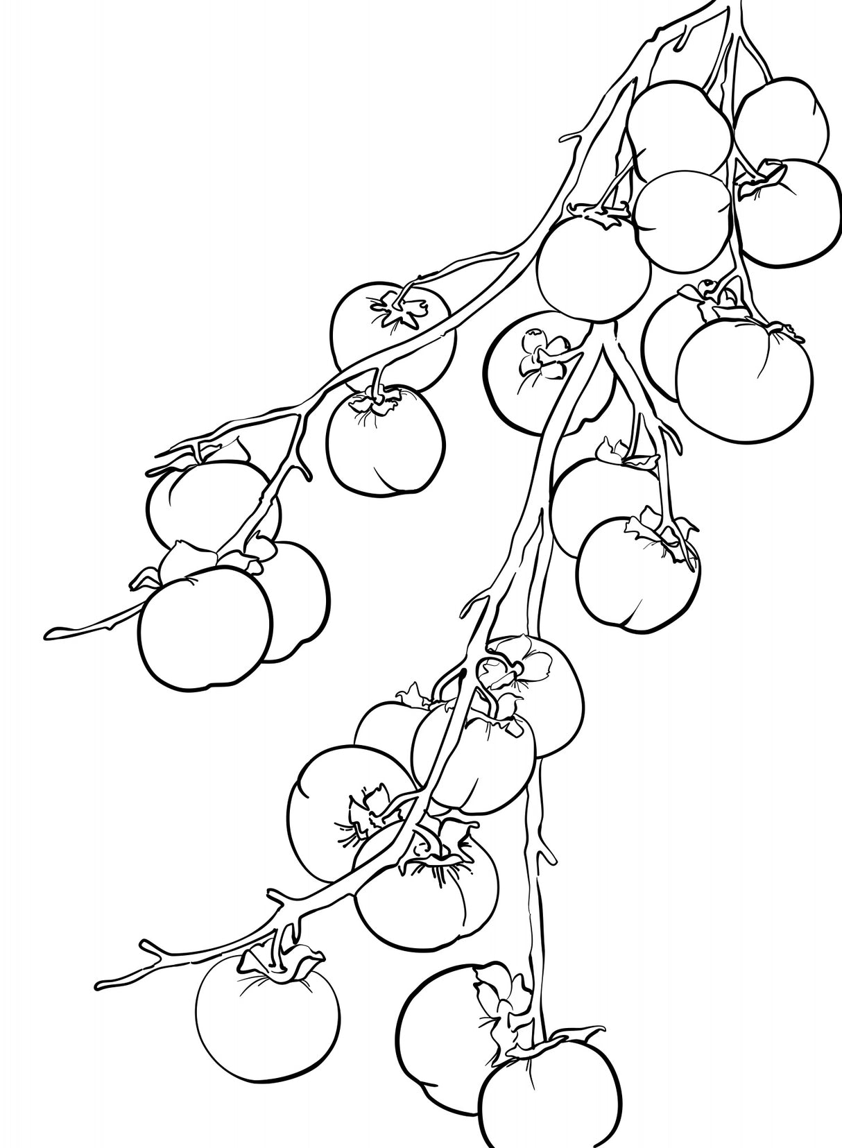 Branch of persimmons Poster och Canvastavla