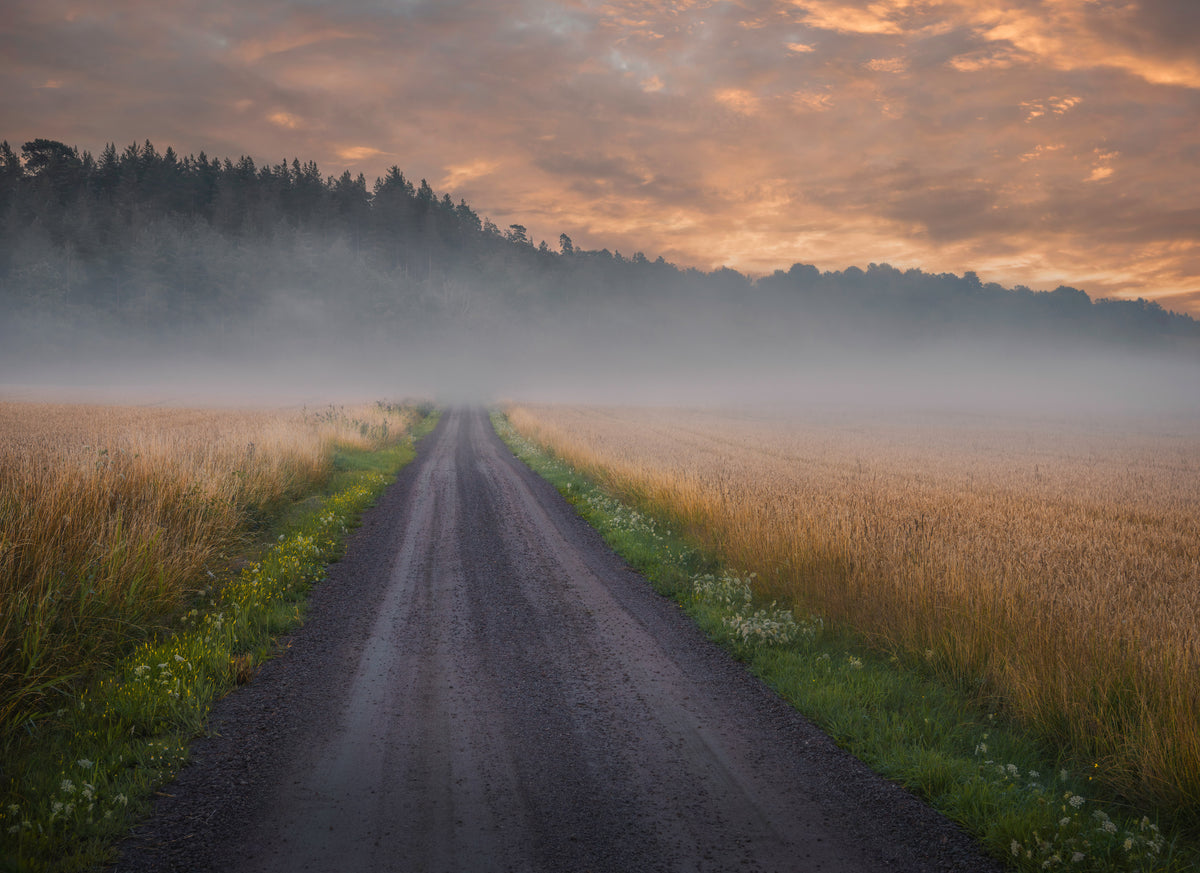 Golden foggy fields Poster och Canvastavla