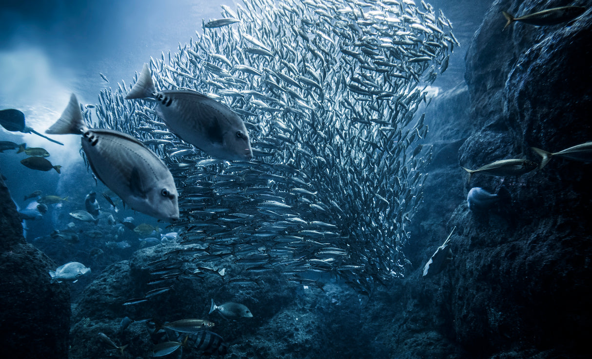 Underwater exploration Poster och Canvastavla