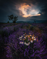 Lavender sunset Poster och Canvastavla