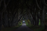 Dark Hedges Poster och Canvastavla