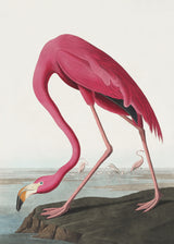 Pink Flamingo Ii From Birds of America (1827) Poster och Canvastavla