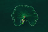 OCEAN LOTUS LEAF Poster och Canvastavla