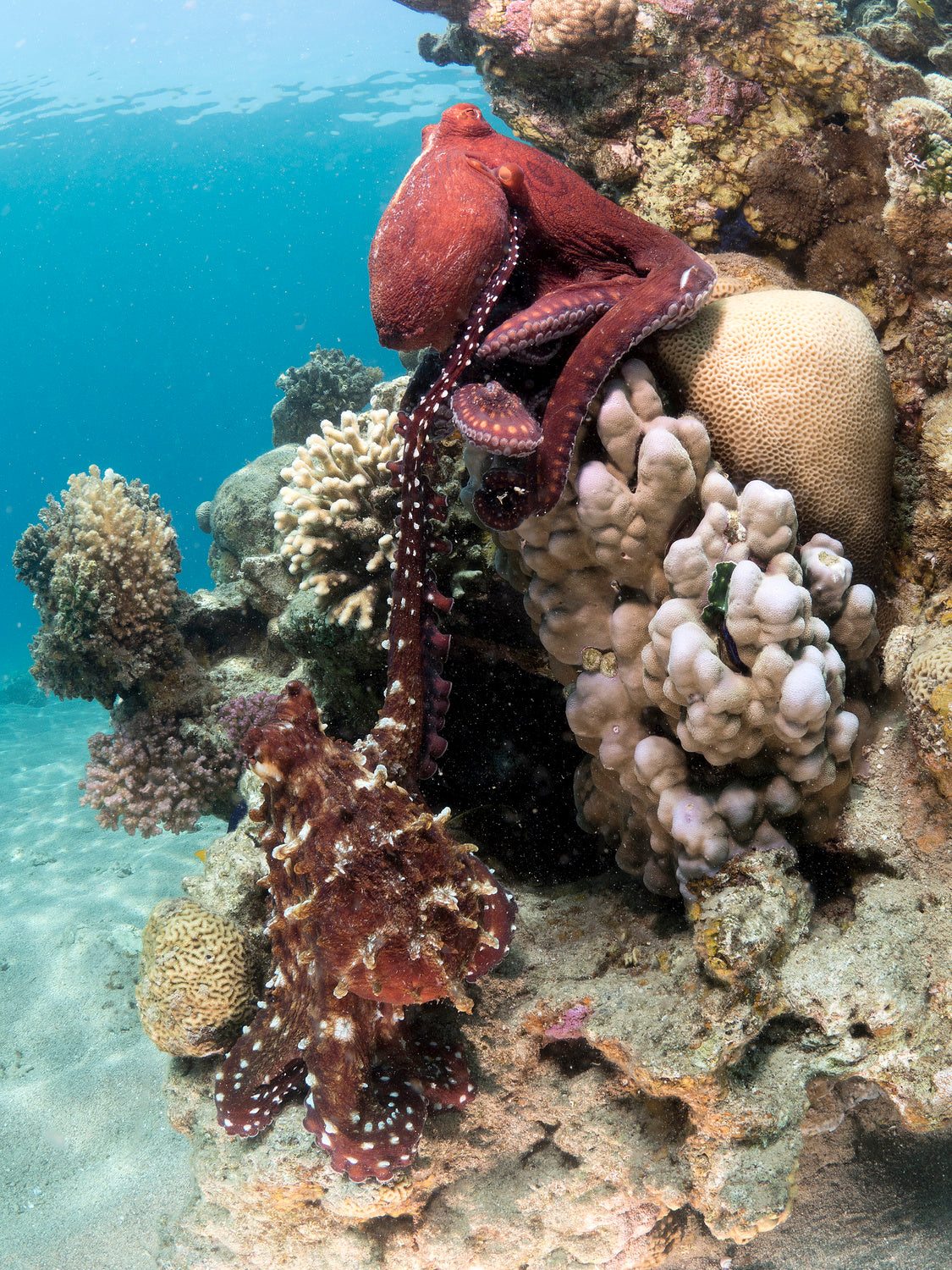 Octopus Mating Poster och Canvastavla