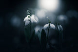 Faint light Poster och Canvastavla