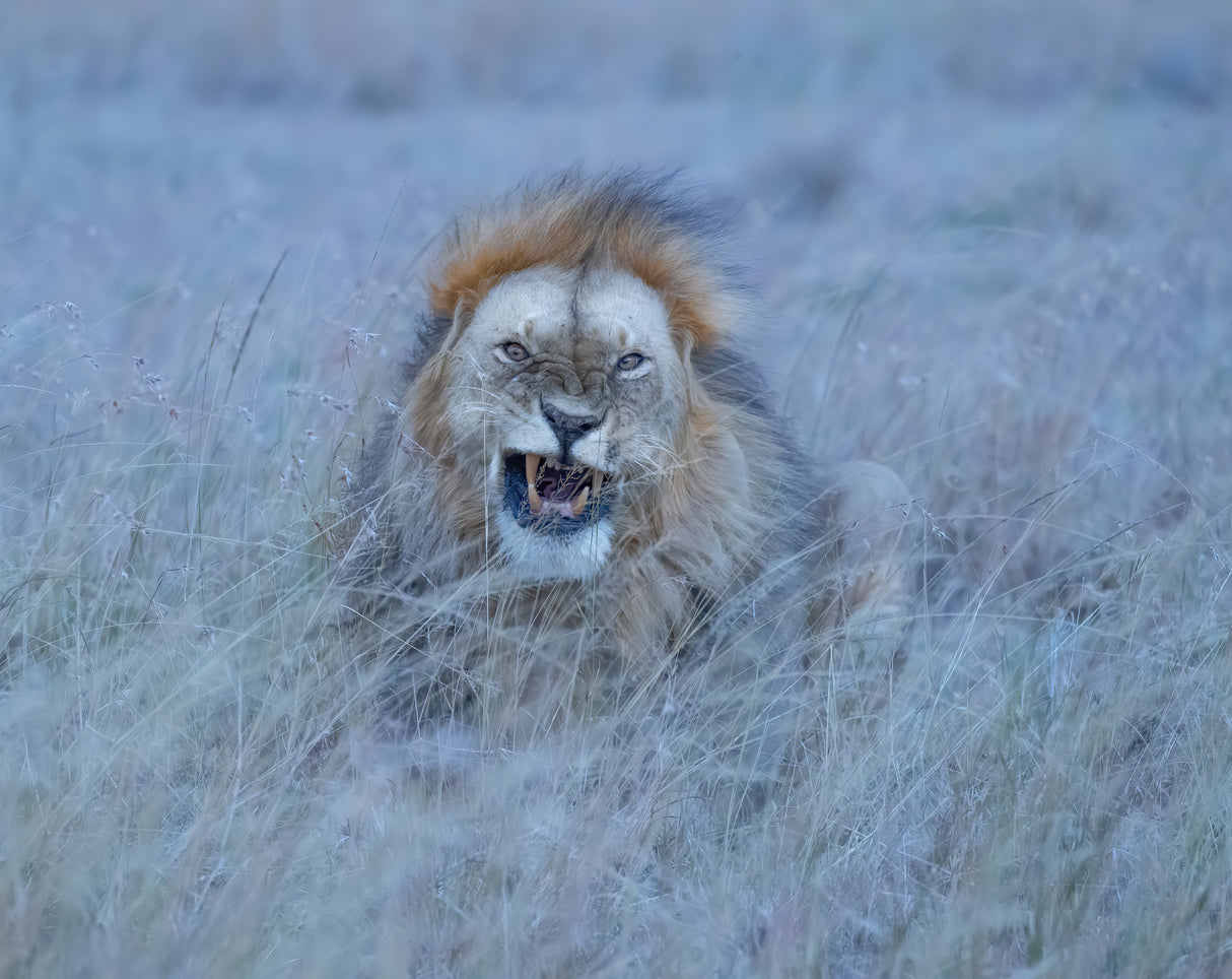 Happy lion Poster och Canvastavla