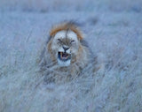 Happy lion Poster och Canvastavla