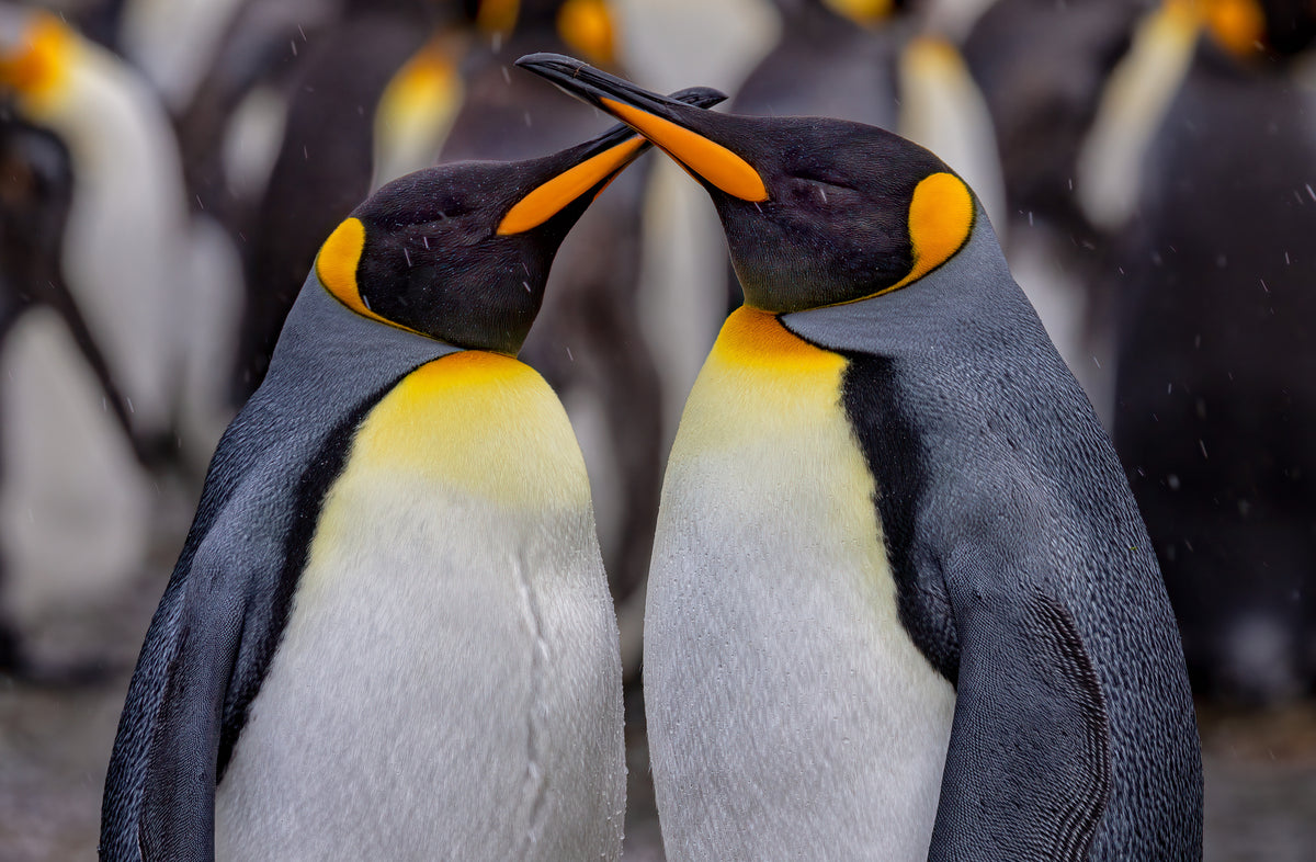 King Penguins in Snowy Day Poster och Canvastavla