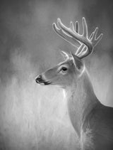 White-tailed Buck Poster och Canvastavla