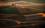 Palouse Fields Poster och Canvastavla