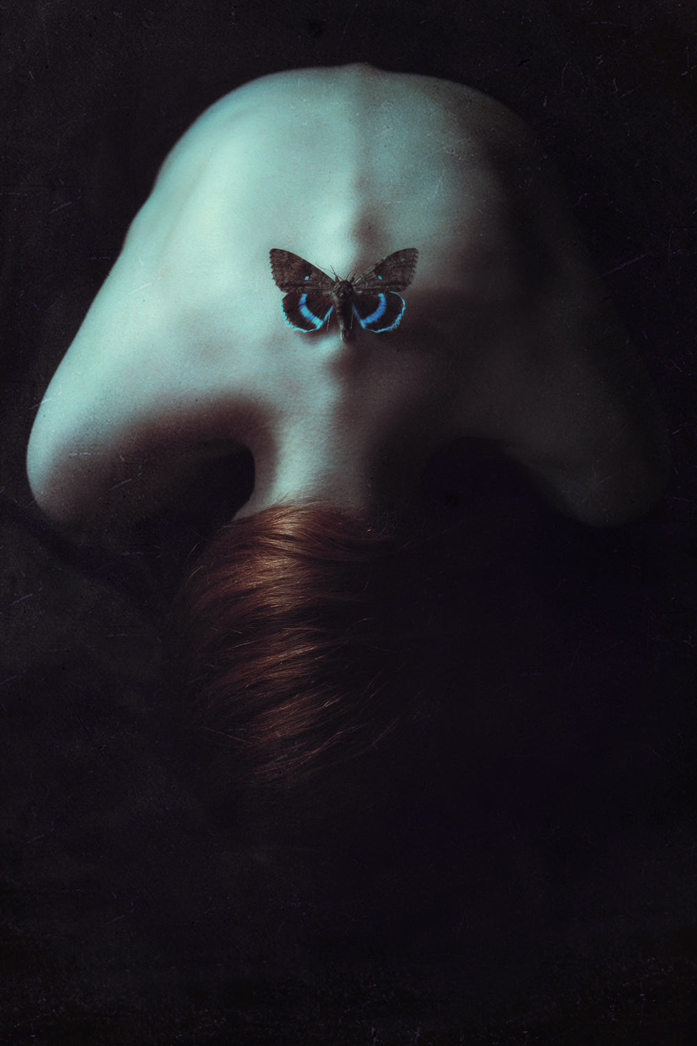 Moth Poster och Canvastavla