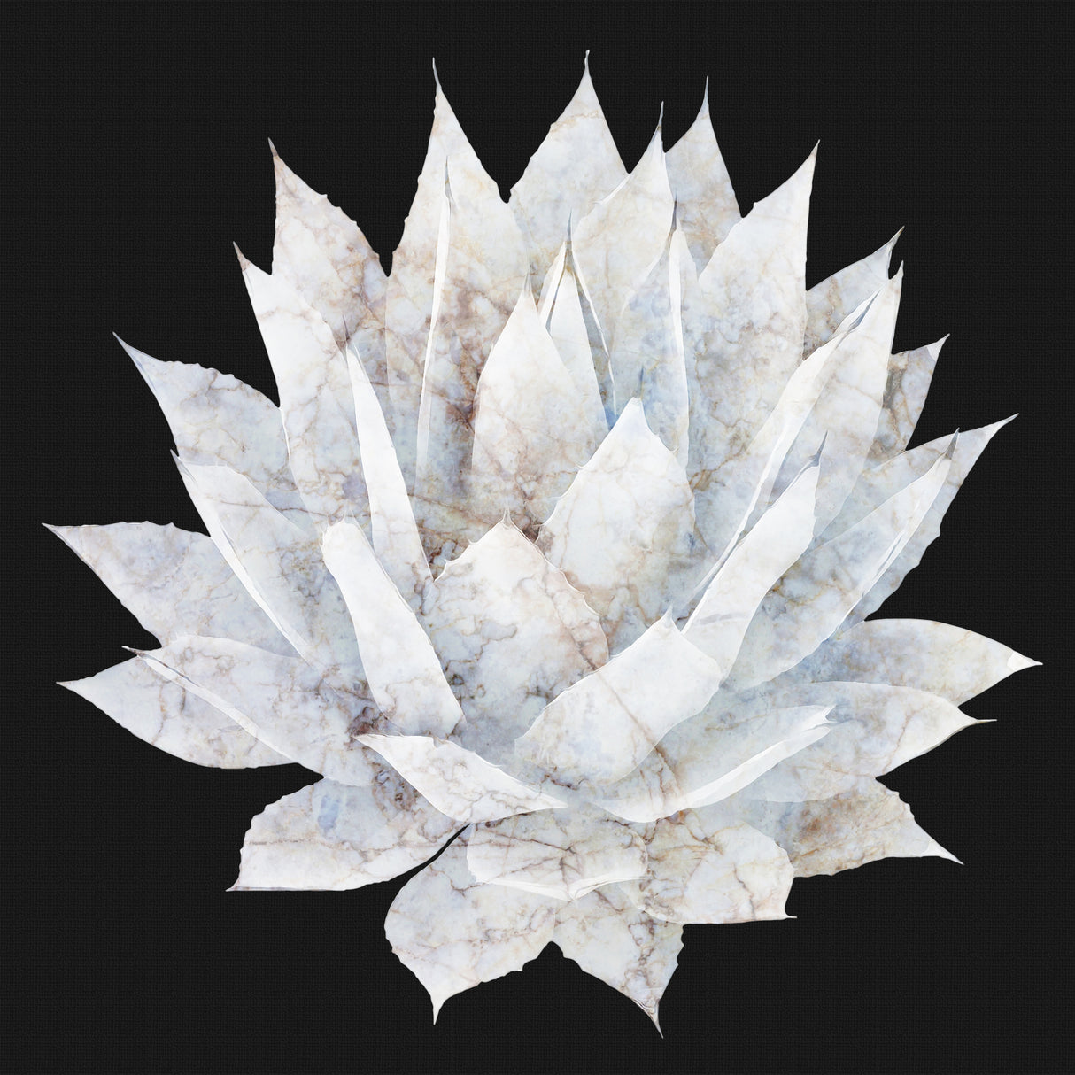 Agave 05 Poster och Canvastavla