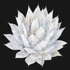 Agave 05 Poster och Canvastavla