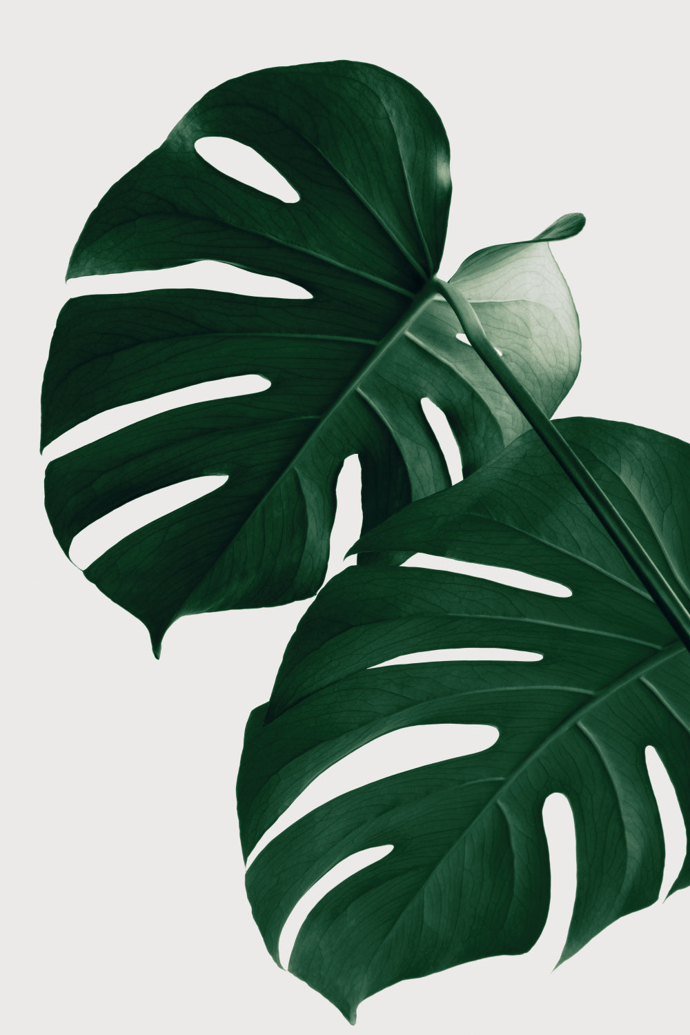 Monstera Natural 32 Poster och Canvastavla