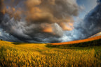 fields of storm Poster och Canvastavla