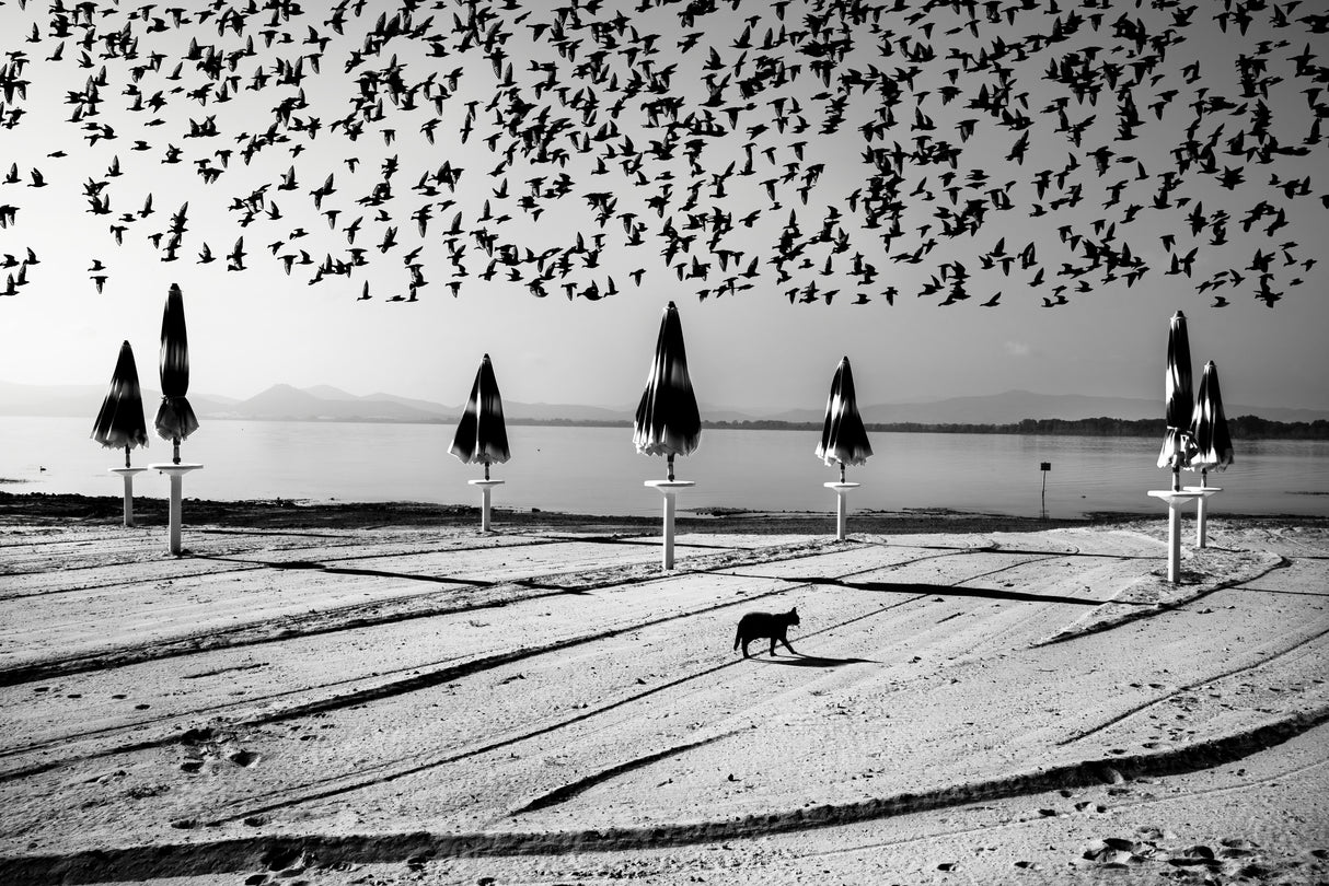 Birds in flight Poster och Canvastavla