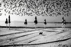 Birds in flight Poster och Canvastavla