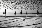 Birds in flight Poster och Canvastavla