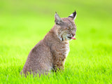 bobcat Poster och Canvastavla