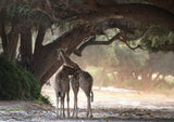Giraffe Poster och Canvastavla