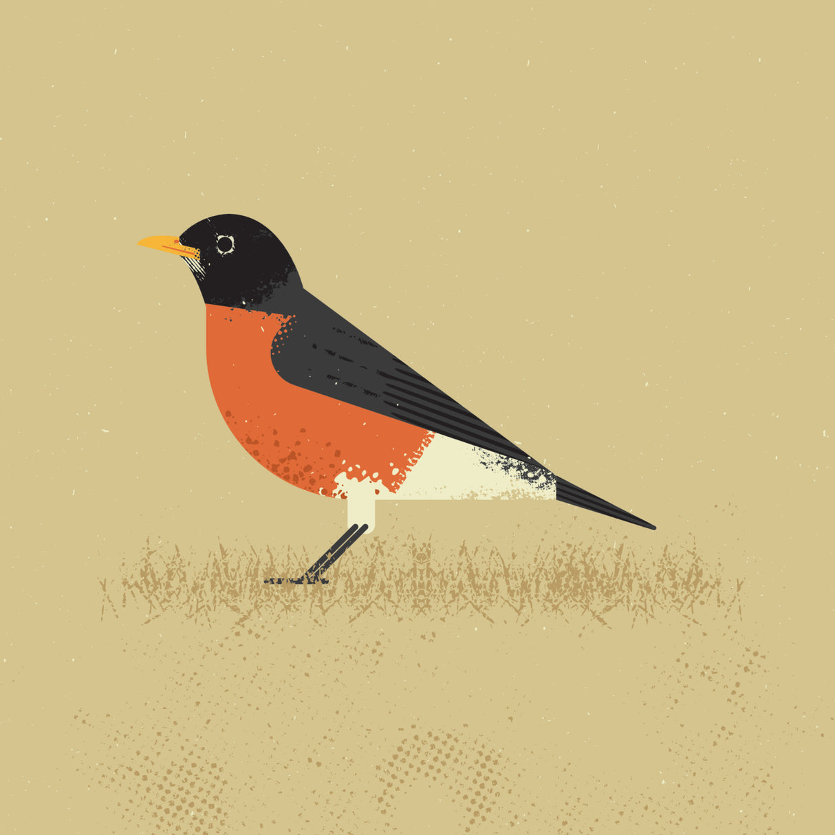 American Robin Poster och Canvastavla